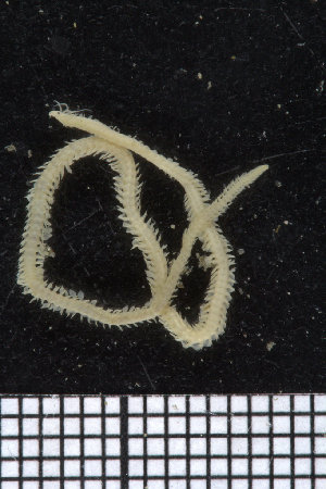  ( - ZMBN_95929)  @11 [ ] CreativeCommons - Attribution Non-Commercial Share-Alike (2015) University of Bergen University of Bergen, Natural History Collections
