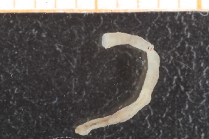  ( - ZMBN_98236)  @13 [ ] CreativeCommons - Attribution Non-Commercial Share-Alike (2015) University of Bergen University of Bergen, Natural History Collection