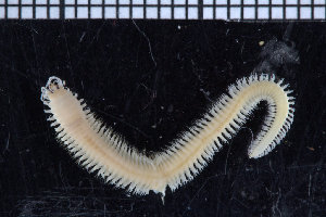  ( - ZMBN_98500)  @11 [ ] CreativeCommons - Attribution Non-Commercial Share-Alike (2015) UoB, Norway University of Bergen, Natural History Collections