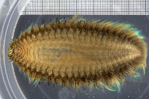  (Aphrodita aculeata - ZMBN_98506)  @12 [ ] CreativeCommons - Attribution Non-Commercial Share-Alike (2015) UoB, Norway University of Bergen, Natural History Collections