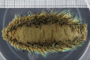  ( - ZMBN_98506)  @11 [ ] CreativeCommons - Attribution Non-Commercial Share-Alike (2015) UoB, Norway University of Bergen, Natural History Collections