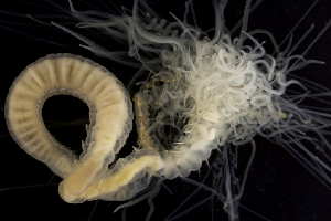  ( - ZMBN_104722)  @11 [ ] CreativeCommons - Attribution Non-Commercial Share-Alike (2015) UoB, Norway University of Bergen, Natural History Collections