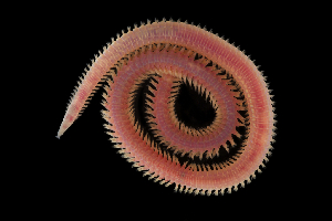  (Goniada pallida - ZMBN_104727)  @11 [ ] CreativeCommons - Attribution Non-Commercial Share-Alike (2015) UoB, Norway University of Bergen, Natural History Collections