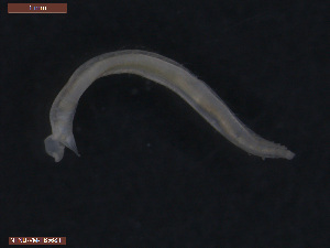  (Ophelina basicirra - TB568)  @11 [ ] CreativeCommons - Attribution Non-Commercial Share-Alike (2012) NTNU Vitenskapsmuseet NTNU Museum of Natural History and Archaeology