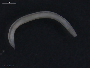  ( - TB571)  @11 [ ] CreativeCommons - Attribution Non-Commercial Share-Alike (2012) NTNU Vitenskapsmuseet NTNU Museum of Natural History and Archaeology