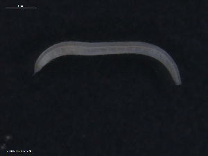  ( - TB572)  @11 [ ] CreativeCommons - Attribution Non-Commercial Share-Alike (2012) NTNU Vitenskapsmuseet NTNU Museum of Natural History and Archaeology