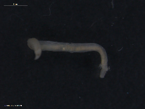  ( - TB581)  @13 [ ] CreativeCommons - Attribution Non-Commercial Share-Alike (2012) NTNU Vitenskapsmuseet NTNU Museum of Natural History and Archaeology