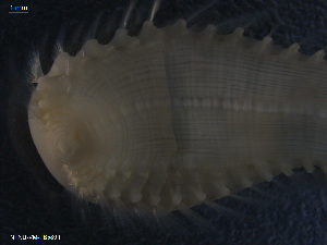  (Polyphysia baffinensis - TB589)  @12 [ ] CreativeCommons - Attribution Non-Commercial Share-Alike (2012) NTNU Vitenskapsmuseet NTNU Museum of Natural History and Archaeology