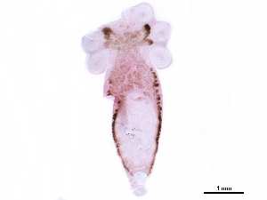  (Metapolystoma - Metapolystoma porosissimae ex. Host 13)  @11 [ ] CreativeCommons - Attribution (2020) CBG Photography Group Centre for Biodiversity Genomics