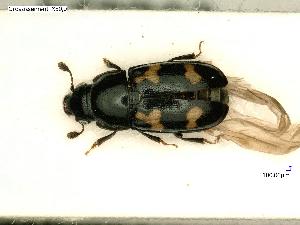  ( - BC-IRSTEA-PSFOR1225)  @11 [ ] Copyright (2019) Guilhem Parmain IRSTEA