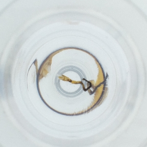  ( - POMS_001_F4)  @11 [ ] by  Genome Research Ltd as Wellcome Sanger Institute Genome Research Limited operating as Wellcome Sanger Institute