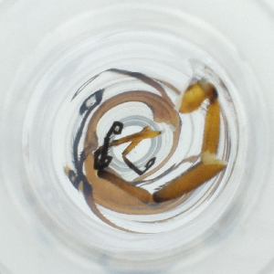  ( - POMS_003_B5)  @11 [ ] by  Genome Research Ltd as Wellcome Sanger Institute Genome Research Limited operating as Wellcome Sanger Institute