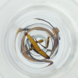  ( - POMS_003_H4)  @11 [ ] by  Genome Research Ltd as Wellcome Sanger Institute Genome Research Limited operating as Wellcome Sanger Institute