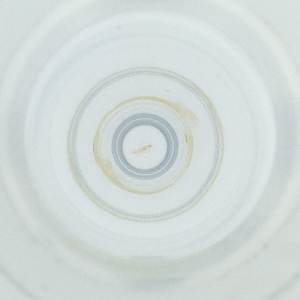  ( - POMS_004_G8)  @11 [ ] by  Genome Research Ltd as Wellcome Sanger Institute Genome Research Limited operating as Wellcome Sanger Institute