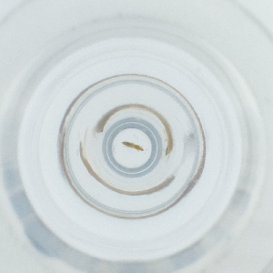  ( - POMS_005_D1)  @11 [ ] by  Genome Research Ltd as Wellcome Sanger Institute Genome Research Limited operating as Wellcome Sanger Institute