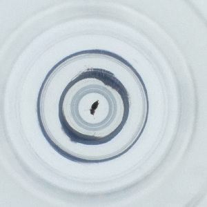  ( - POMS_014_D3)  @11 [ ] by  Genome Research Ltd as Wellcome Sanger Institute Genome Research Limited operating as Wellcome Sanger Institute