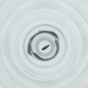  ( - POMS_019_D9)  @11 [ ] by  Genome Research Ltd as Wellcome Sanger Institute Genome Research Limited operating as Wellcome Sanger Institute