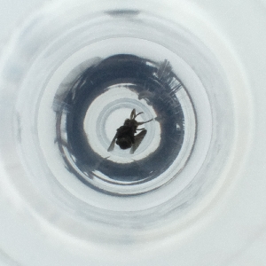  ( - POMS_070_A7)  @11 [ ] by  Genome Research Ltd as Wellcome Sanger Institute Genome Research Limited operating as Wellcome Sanger Institute