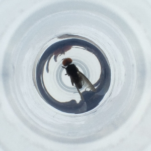  ( - POMS_082_F1)  @11 [ ] by  Genome Research Ltd as Wellcome Sanger Institute Genome Research Limited operating as Wellcome Sanger Institute