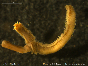  ( - NTNU-VM-76577)  @11 [ ] Creative Commons  Attribution Non-Commercial Share-Alike (2020) NTNU University Museum, Department of Natural History NTNU University Museum, Department of Natural History