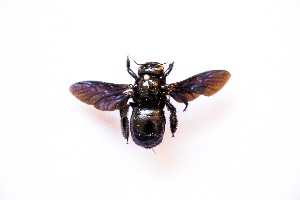  (Xylocopa fenestrata - seq _7)  @12 [ ] Unspecified (default): All Rights Reserved (2019) JASHAN THIND PUNJAB AGRICULTURAL UNIVERSITY, LUDHIANA