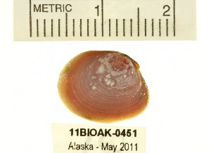  ( - 11BIOAK-0451)  @13 [ ] CreativeCommons - Attribution  Unspecified Centre for Biodiversity Genomics