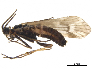  ( - CCDB-33288-B07)  @11 [ ] CreativeCommons - Attribution (2019) CBG Photography Group Centre for Biodiversity Genomics