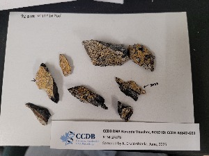  (Porpidia cf melinodes - CCDB-48847-G03)  @11 [ ] CreativeCommons - Attribution Non-Commercial Share-Alike (2025) Canadian Museum of Nature Canadian Museum of Nature