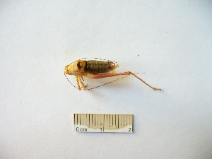  ( - 02DRAGO_E09)  @12 [ ] Copyright  G. Blagoev 2010 Unspecified