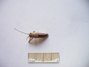  ( - 03DRAGO_F01)  @12 [ ] Copyright  G. Blagoev 2010 Unspecified