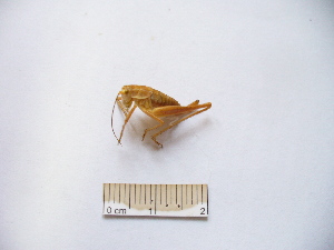  ( - 03DRAGO_F03)  @12 [ ] Copyright  G. Blagoev 2010 Unspecified
