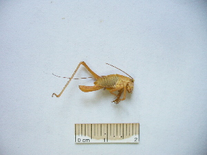  ( - 03DRAGO_F04)  @12 [ ] Copyright  G. Blagoev 2010 Unspecified