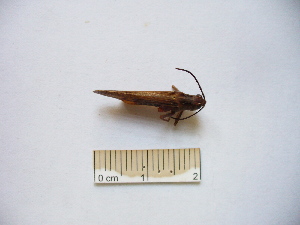  ( - 03DRAGO_G04)  @12 [ ] Copyright  G. Blagoev 2010 Unspecified