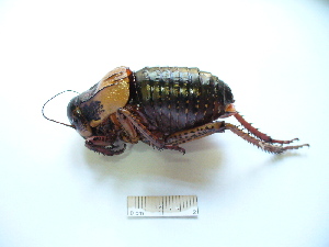  (Bradyporinae - 03DRAGO_G09)  @15 [ ] Copyright  G. Blagoev 2010 Unspecified