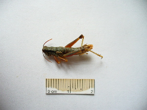  ( - 04DRAGO_E09)  @13 [ ] Copyright  G. Blagoev 2010 Unspecified