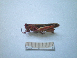  ( - 05DRAGO_H05)  @12 [ ] Copyright  G. Blagoev 2010 Unspecified