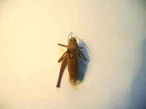  ( - 06DRAGO_A11)  @12 [ ] Copyright  G. Blagoev 2010 Unspecified