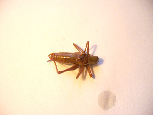  ( - 06DRAGO_A12)  @12 [ ] Copyright  G. Blagoev 2010 Unspecified