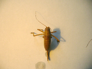  ( - 06DRAGO_B01)  @13 [ ] Copyright  G. Blagoev 2010 Unspecified