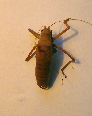  ( - 06DRAGO_B07)  @12 [ ] Copyright  G. Blagoev 2010 Unspecified