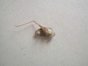  ( - 07DRAGO_C05)  @13 [ ] Copyright  G. Blagoev 2010 Unspecified