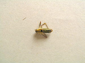  ( - 07DRAGO_C12)  @11 [ ] Copyright  G. Blagoev 2010 Unspecified