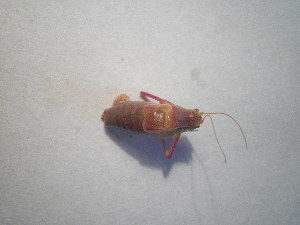  ( - CCDB-11143-C05)  @11 [ ] Copyright  G. Blagoev 2011 Unspecified