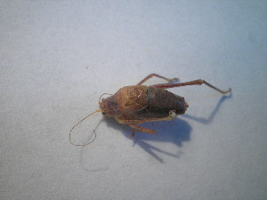  ( - CCDB-11143-C06)  @11 [ ] Copyright  G. Blagoev 2011 Unspecified
