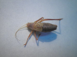  ( - CCDB-11143-C07)  @11 [ ] Copyright  G. Blagoev 2011 Unspecified