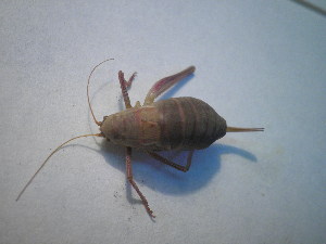  ( - CCDB-11143-D01)  @11 [ ] Copyright  G. Blagoev 2011 Unspecified