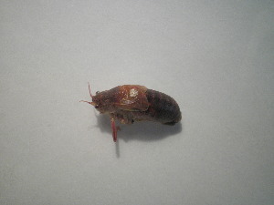  ( - CCDB-11143-D05)  @12 [ ] Copyright  G. Blagoev 2011 Unspecified