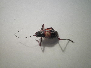 ( - CCDB-11143-G04)  @12 [ ] Copyright  G. Blagoev 2011 Unspecified