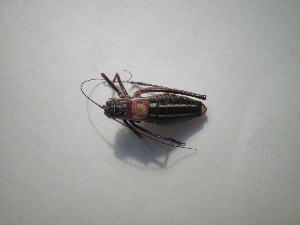  ( - CCDB-11143-G07)  @12 [ ] Copyright  G. Blagoev 2011 Unspecified