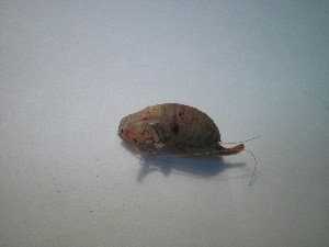  ( - CCDB-11143-G11)  @11 [ ] Copyright  G. Blagoev 2011 Unspecified